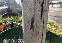 Unfallflucht: Gegen Baum gefahren und aus dem Staub gemacht