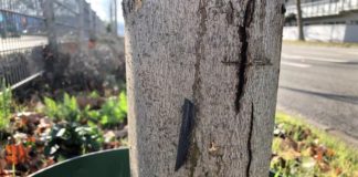 Unfallflucht: Gegen Baum gefahren und aus dem Staub gemacht