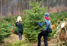 Weihnachtswald in Johanniskreuz am 3. Adventswochenende geöffnet