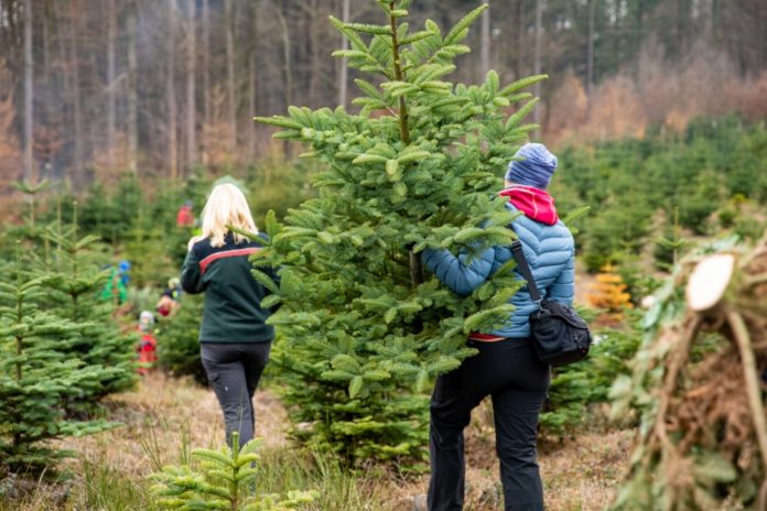 Christbaum_aus_dem_Weihnachtswald_LF_Fieber