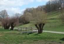 Wohnort für Steinkauz, Hirschkäfer und Co.