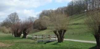 Wohnort für Steinkauz, Hirschkäfer und Co.