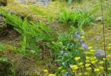 Trockenmauern: sommers wie winters ein wichtiger Lebensraum