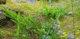 Trockenmauern: sommers wie winters ein wichtiger Lebensraum