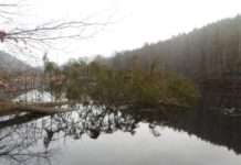 Stadt entfernt umgestürzte Bäume am Gelterswoog