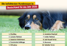 TASSO veröffentlicht die beliebtesten Hunderassen für das Jahr 2020