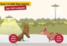 Mehr als 93.000 Wiedervereinigungen von Mensch und Tier zeigen