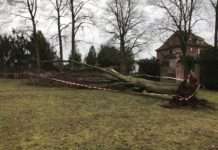 Glück im Unglück: Baum stürzt auf Spaziergänger