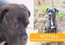 NOTFALL: WER GIBT BRUTUS ENDLICH EIN ZUHAUSE
