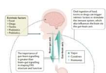 Die Rolle des Darms bei Diagnose und Therapie von Erkrankungen