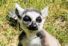 Zootiere hoffen bald wieder auf Besucher