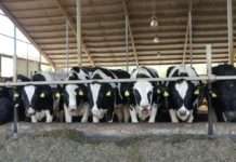 Virtueller Rundgang auf dem Hofgut Neumühle – Informationen über verschiedene Stationen