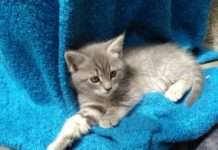 Bitte lassen Sie Ihre Katze kastrieren – Zuschuss für finanziell schwächer gestellte Katzenhalter