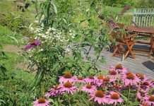 Klimawandelstrategien für Garten und Stadt