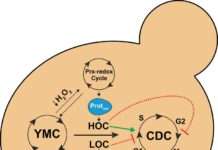 Forscher aus Kaiserslautern und Saarbrücken finden Zusammenhang zwischen Zellstoffwechsel und Zellteilung