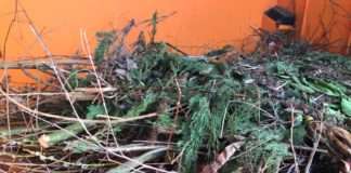 Abfuhr der Weihnachtsbäume vom 15. bis 26. Januar