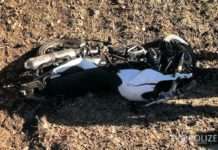 Motorrad kollidiert mit Hirschkuh – Fahrer mit Rettungshubschrauber in Klinik geflogen