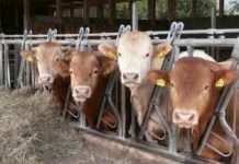 Frisches Fleisch vom Glanrind – Aktionstag des Hofladens im Hofgut Neumühle