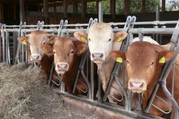 Glanrindstall-2_120809