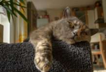 Hund und Katze mit Demenz