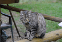 TASSO Hinweis: Streunerkatze oder Freigänger?