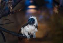 Zoo: Ab Samstag nur noch Einlass mit Termin UND negativem Schnelltest