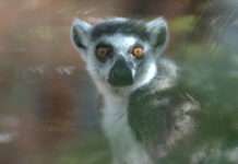 „Einfach überwältigend!“ – Zoo Kaiserslautern verzeichnet mit knapp 100.000 Euro Spendenrekord Zoo KL