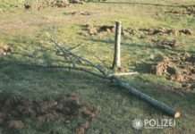 Wer hat den Baum gefällt?