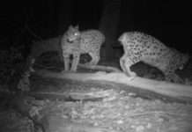 Neues von den Luchsen!