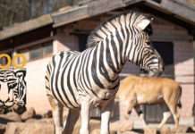 Info für den Zoo-Besuch ab Sonntag 30.05.2021