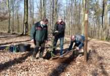 Peter Kiefer pflanzt Baum des Jahres 2021 im Wildpark