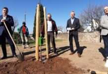 Ein Baum, der alle überlebt – Sparkasse Kaiserslautern pflanzt Winterlinde