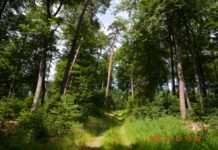 Sich für den Wald begeistern – Waldbegehung in Otterberg
