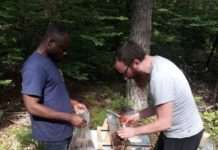 Nährstoffe in Waldboden und Bäumen