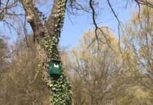 Hauptfriedhof leistet Beitrag zur Artenvielfalt – NABU bringt insgesamt 70 Nistkästen an