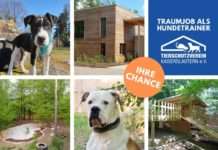 Stellengesuch Tierheim Kaiserslautern: eine(n) Hundetrainer(in) und Hundeverhaltensberater(in)
