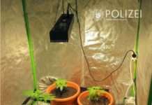 Zu Hause Drogen gezüchtet