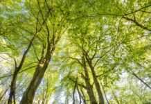 Das Erwachen der Buchenwälder