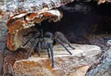 Tipp: Spinnen und ihre Verwandten – Urweltmuseum Geoskop auf Burg Lichtenberg wieder geöffnet