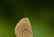 Das EU-Interreg-Projekt „Gefährdete Tierarten im Biosphärenreservat Pfälzerwald-Nordvogesen“