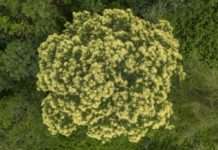 Naturschauspiel – Blühbeginn der Edelkastanie für Mitte Juni erwartet