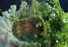 Pflanzenschutzmittel von innen: Wie Pflanzen ihre lichtsammelnden Membranen gegen Umweltstress stärken