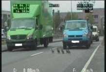 Entenfamilie legt Verkehr lahm…