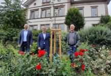 Ein jeder Baum ist willkommen – Sparkasse Kaiserslautern pflanzt Winterlinde