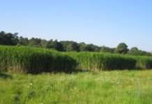 Möglichkeiten der zukünftigen Landnutzung – LUFA-Bundesverband tagt in Speyer