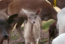 Sachkundenachweis für Damwildhalter – Hofgut Neumühle bietet wieder Weiterbildungsseminare an