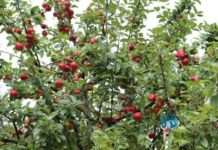 Gelbes Band lädt ein zur Streuobsternte – Karte zur Initiative im Pfälzerwald jetzt online