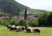 Aktueller Stand des chance.natur-Projekts „Neue Hirtenwege im Pfälzerwald“