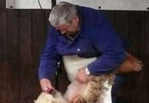 Schurkurs für Schäfer – Hofgut Neumühle vermittelt Basiswissen rund ums Scheren