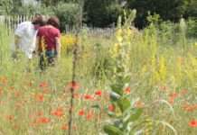 Wildkräuterführung im Biosphärenreservat Pfälzerwald